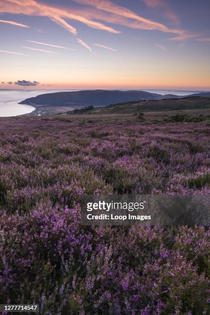 Heather on Porlock Common in Exmoor National Park with the Bristol Channel beyond.