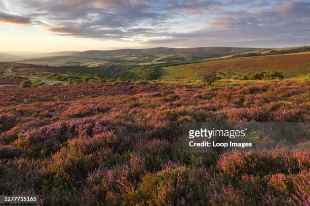 Heather on Porlock Common in the Exmoor National Park with Dunkery beacon beyond.