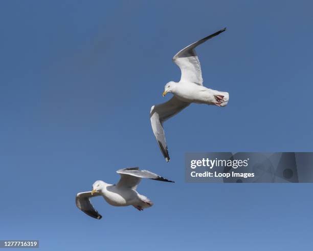 Pair of European Herring Gulls Larus argentatus flying overhead.