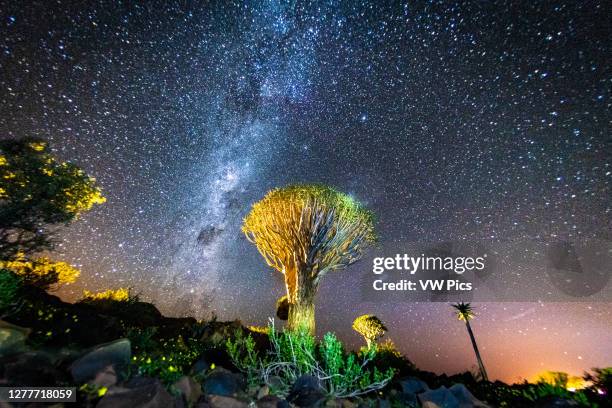Milky way shines brightly above the Quiver Tree Forest - Keetmanshoop Namibia.