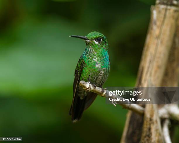 Animals, Birds, A female Green-crowned Brilliant Hummingbird, Heliodoxa jacula, perches on a branch in the rain forest in Costa Rica.