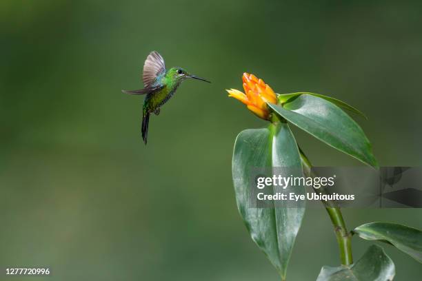 Animals, Birds, A female Green-crowned Brilliant Hummingbird, Heliodoxa jacula, approaches a yellow Costus flower to feed in Costa Rica.