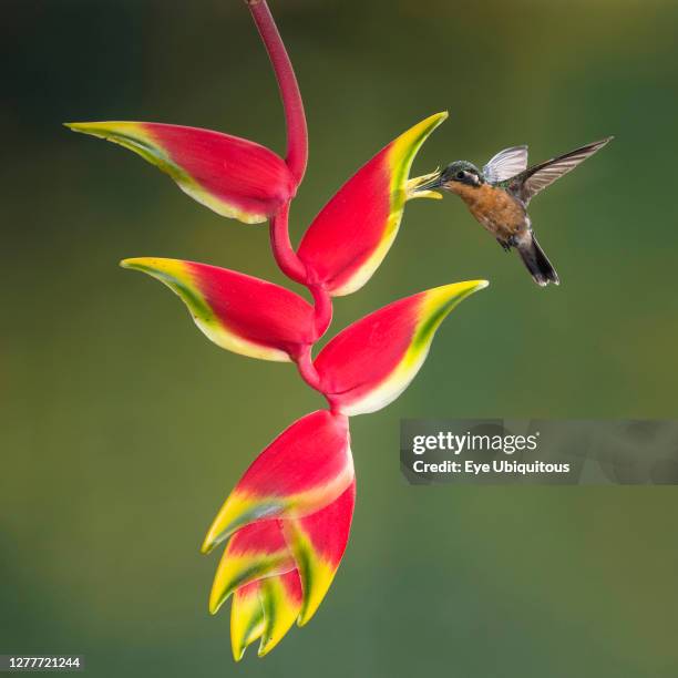 Animals, Birds, A female Purple-throated Mountain-gem Hummingbird, Lamporis calolaemus, feeds on the nectar of a Lobster Claw Heliconia flower in...