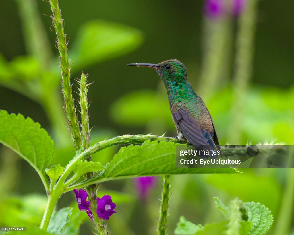 A male Steely-vented Hummingbird perches on the branch of a Porterweed near the Arenal Volcano in Costa Rica.