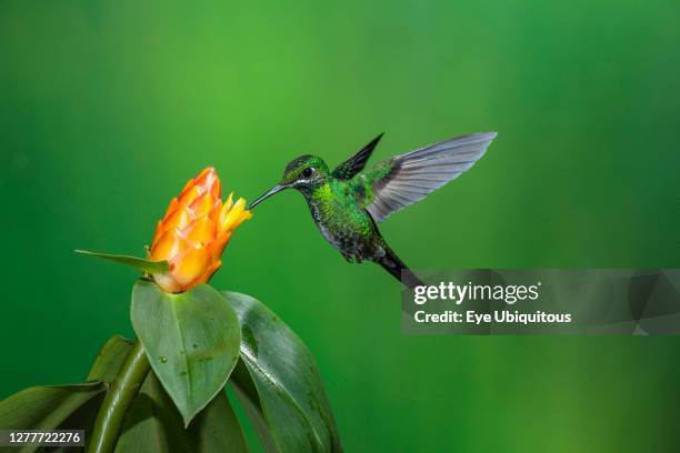 Animals, Birds, A female Green-crowned Brilliant Hummingbird, Heliodoxa jacula, feeds on the nectar of a tropical Costus flower in Costa Rica.