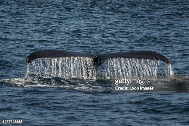 An adult humpback whale dives beneath the surface in the waters of Cape Cod, along the eastern coast of the United States.