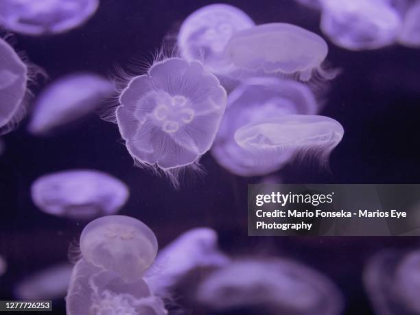 purple coloured moon jellyfish - auricularia auricula judae stock pictures, royalty-free photos & images