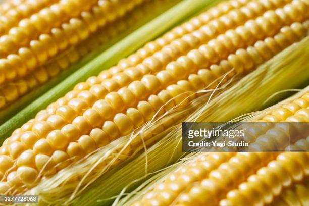 504 Funny Corn Photos and Premium High Res Pictures - Getty Images
