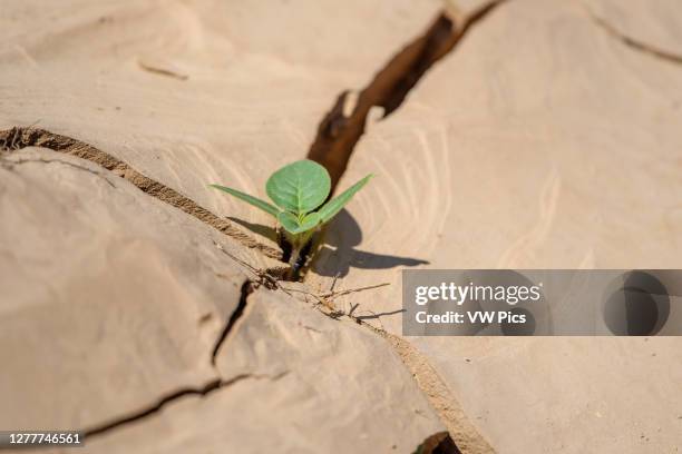 Determined plant poking up through the cracked ground , Ai-Ais, Namibia.