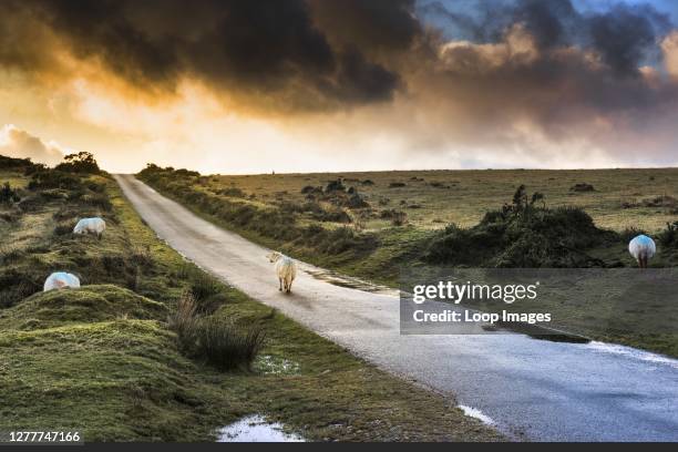 Dramatic sunset as sheep graze on Bodmin Moor in Cornwall.