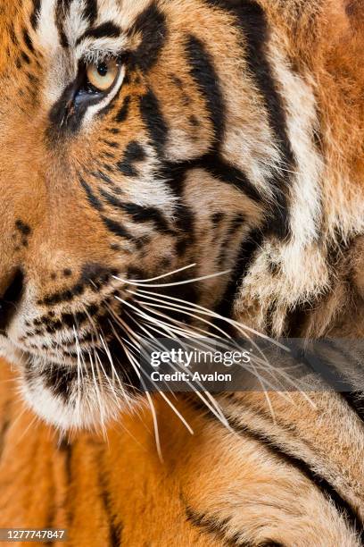 Portrait of an Indochinese tiger in Thailand.