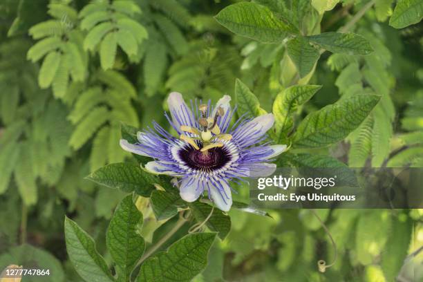 Palestine, Bethany, A Passionflower, Genus Passiflora, in bloom in the town of Bethany in the West Bank of the Occupied Palestinian Territory.