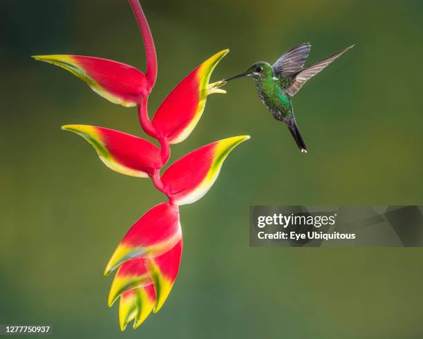 Animals, Birds, A female Green-crowned Brilliant Hummingbird, Heliodoxa jacula, feeds on the nectar of a Lobster Claw Heliconia in Costa Rica.