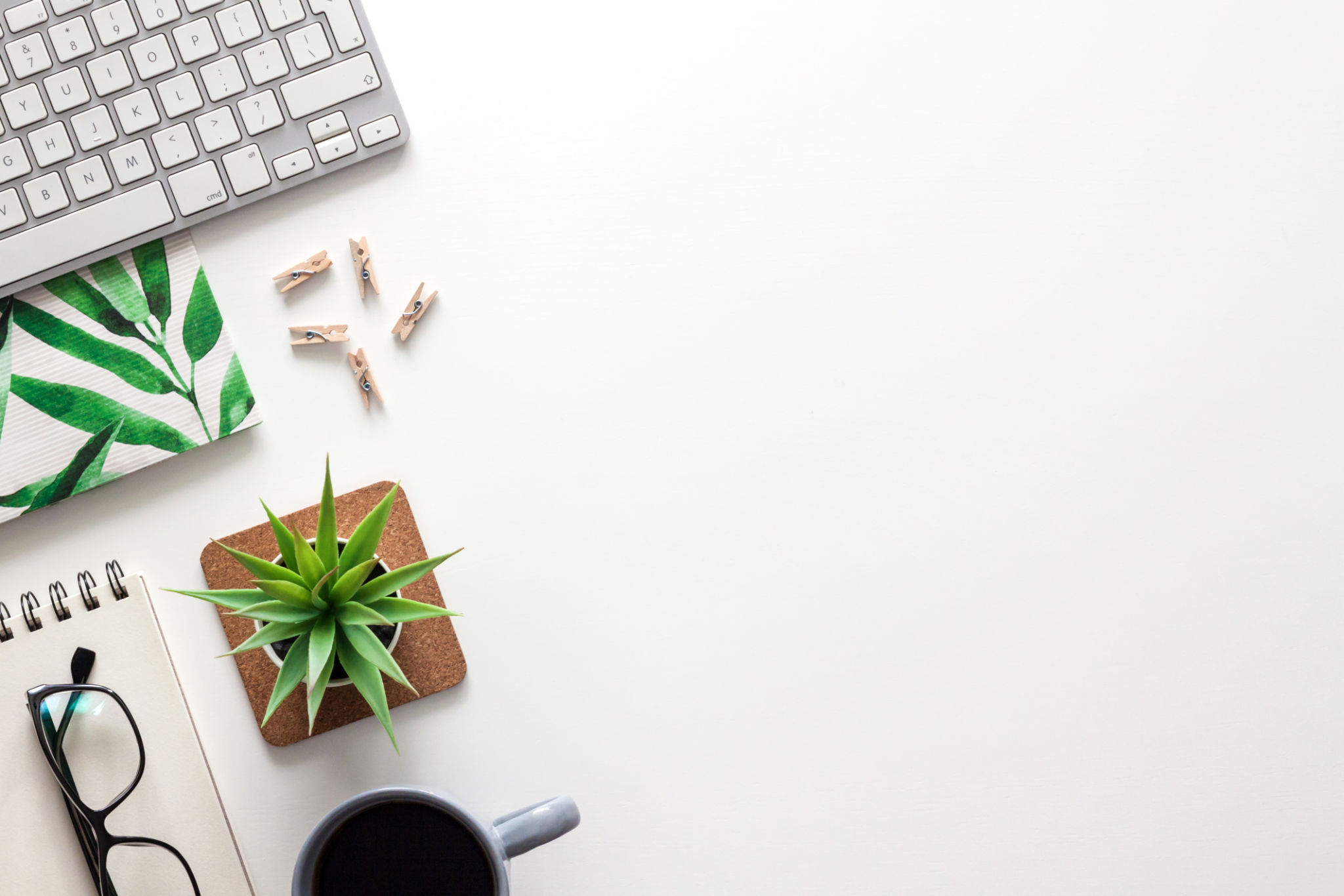 office succulents