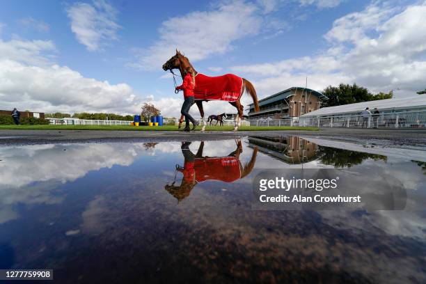 Horse stretches its legs in the pre parade ring before the first race of the day at Warwick Racecourse on October 01, 2020 in Warwick, England....