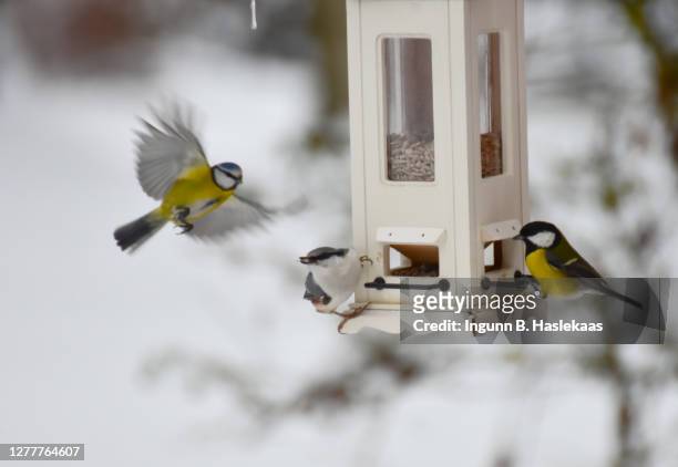birds on white bird feeder with sunflower seeds in winter and snow. focus on birds. - bird feeder foto e immagini stock