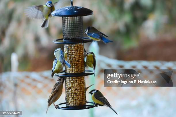 flock of birds on bird feeder in cold temperature. mainly bluetit but also great tit and tree sparrow. defocused background with fence and trees. - bird feeder stock pictures, royalty-free photos & images