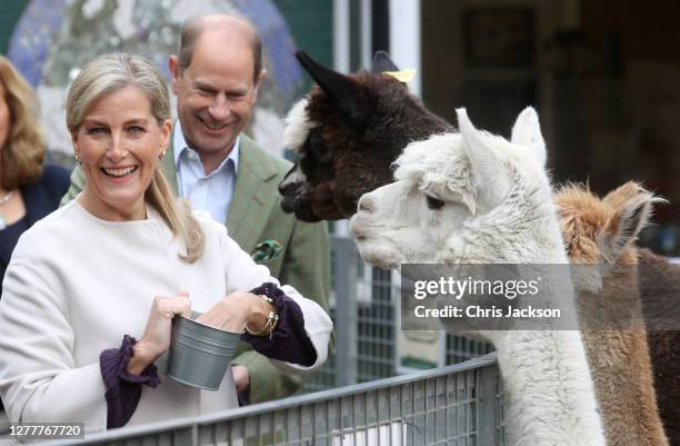 Sophie, Countess of Wessex and Prince Edward, Earl of Wessex feed Alpacas Ben Jerry and Tom during their visit to Vauxhall City Farm on October 01,...