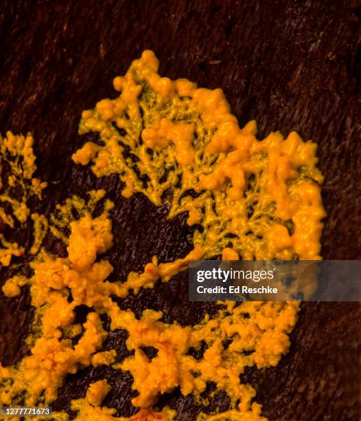 scrambled egg slime mold plasmodium (fuligo septica) the motile amoeboid phase of the life cycle - fuligo septica stock pictures, royalty-free photos & images