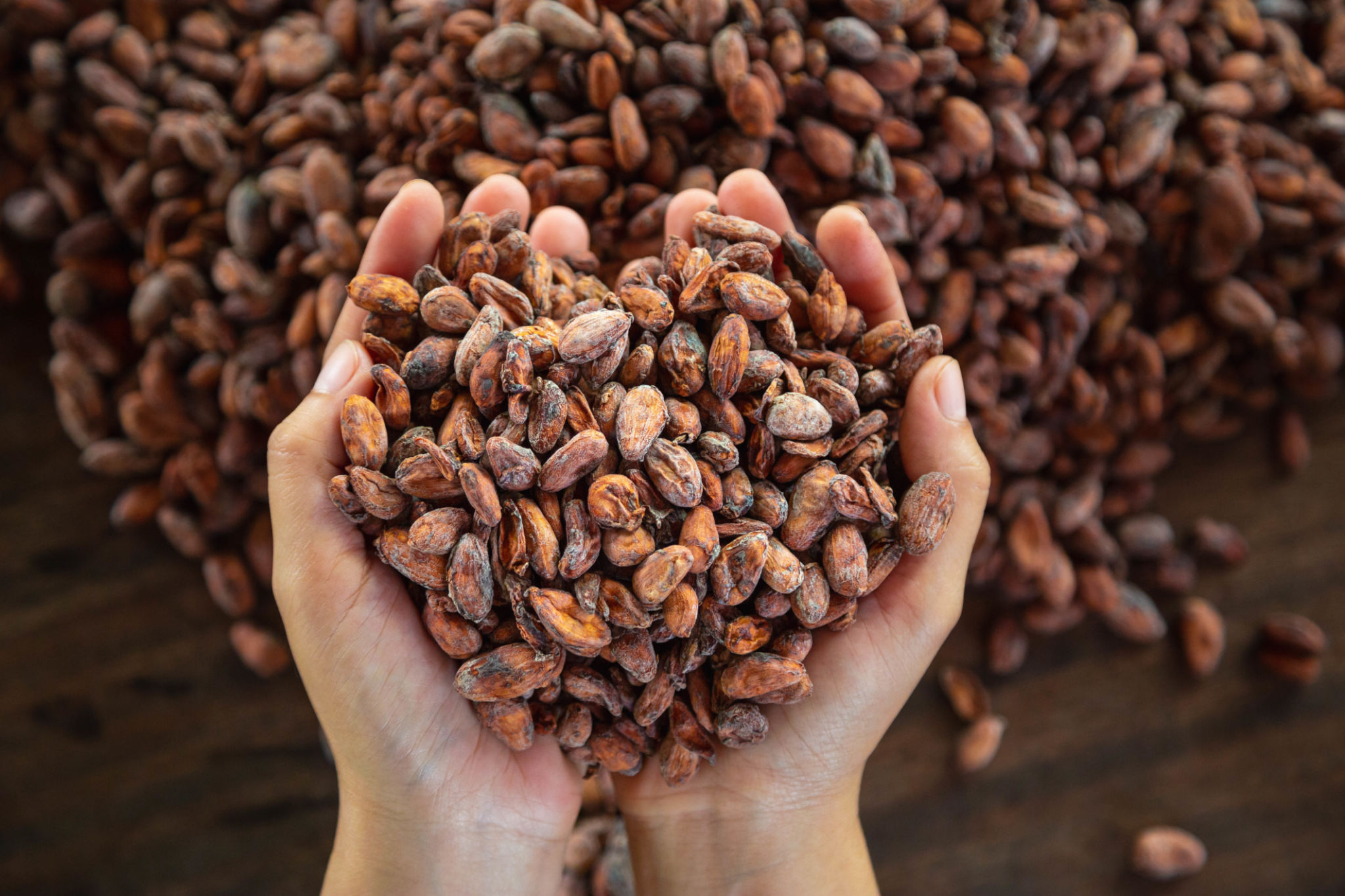 cocoa beans roasting