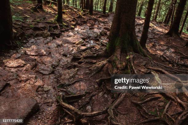 path in fountains - racine terre photos et images de collection