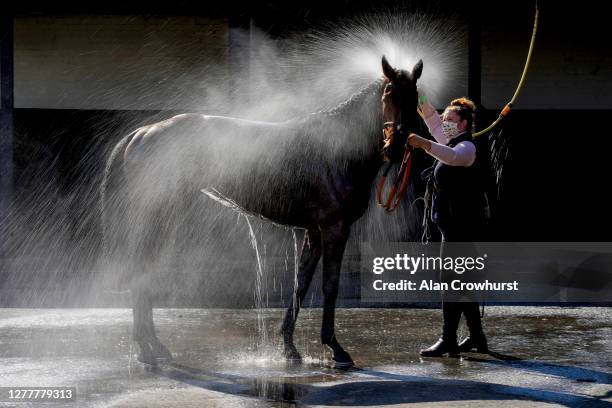 Horse is hosed down after racing at Warwick Racecourse on October 01, 2020 in Warwick, England. Owners are allowed to attend if they have a runner at...