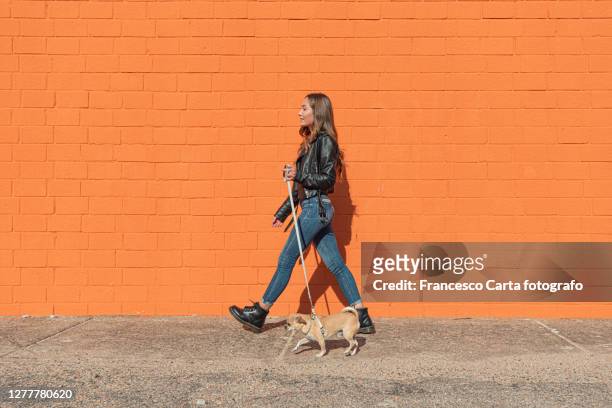 young woman walking with her chihuahua dog - frau chihuahua stock-fotos und bilder