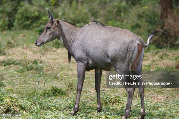 Neelguy Nilgai Antelope Photos and Premium High Res Pictures - Getty Images