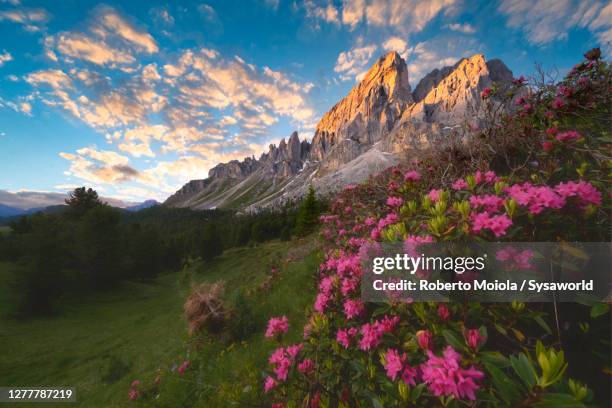 sass de putia and rhododendrons, passo delle erbe, dolomites, italy - alta badia - fotografias e filmes do acervo