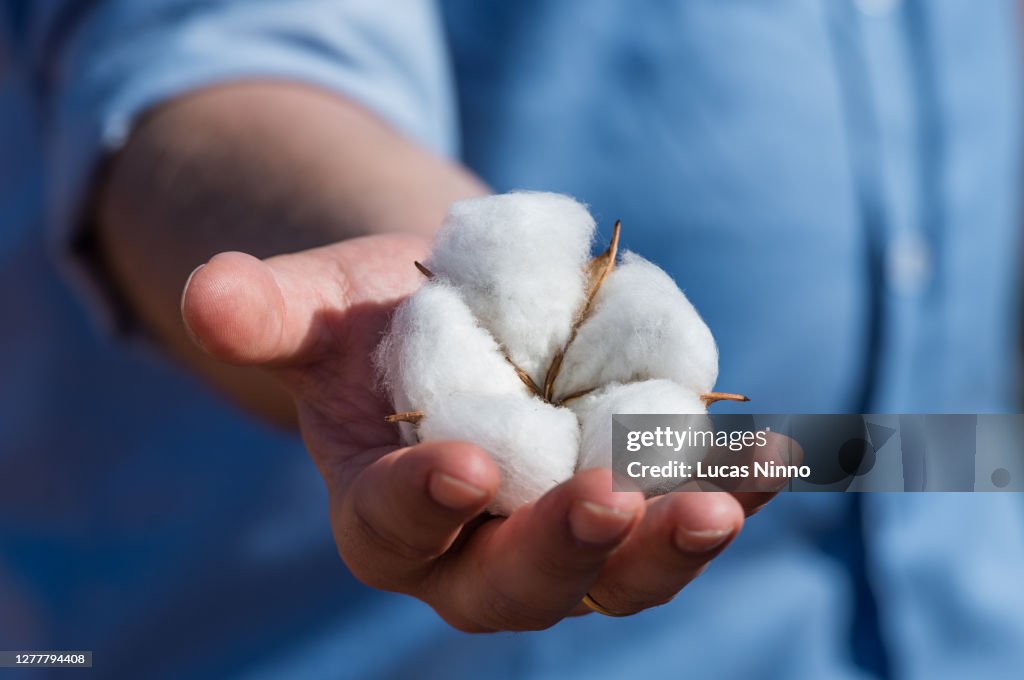 Cotton Flower - agribusiness