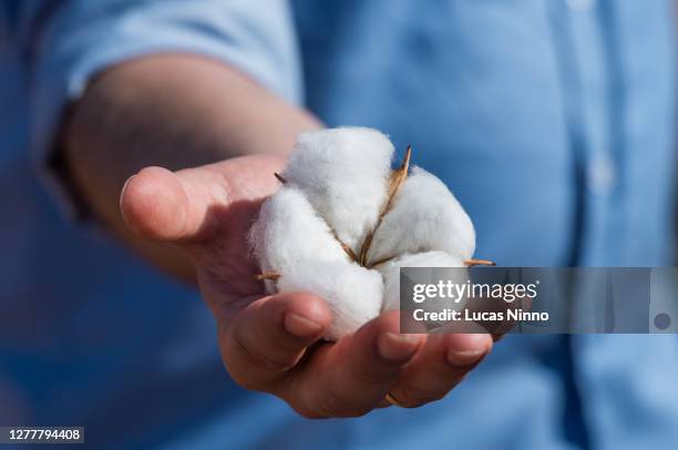 cotton flower - agribusiness - planta do algodão imagens e fotografias de stock