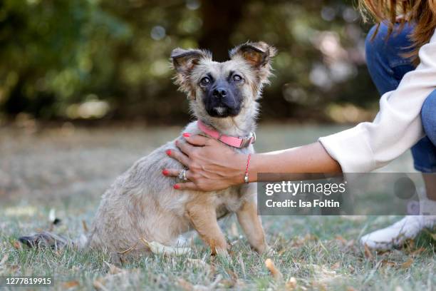 Cici" , the new dog of Jana Ina Zarrella at the "Tierisch engagiert" Animal Charity Campaign at animal shelter Zollstock on September 29, 2020 in...
