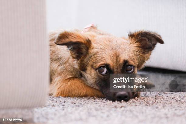 Cici" , the new dog of Jana Ina Zarrella at the "Tierisch engagiert" Animal Charity Campaign at animal shelter Zollstock on September 29, 2020 in...