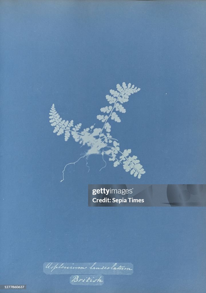 Asplenium lanceolatum.