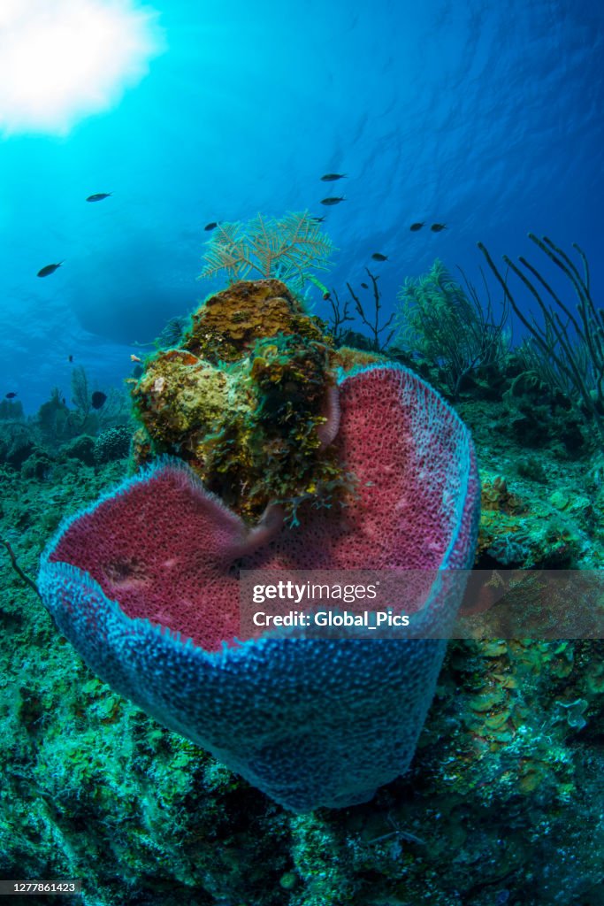 Pink vase sponge (Niphates digitalis)