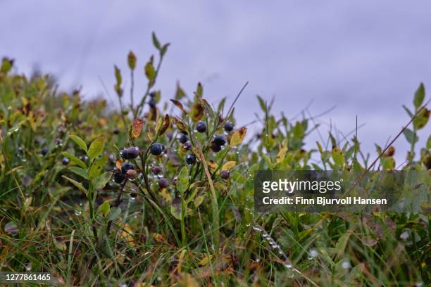 blueberries with waterdrops agains a gray sky - huckleberry stock pictures, royalty-free photos & images