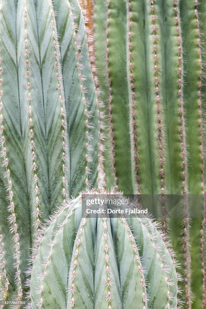 Closeup of three cactus