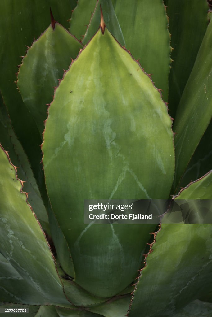 Closeup of agave leaf