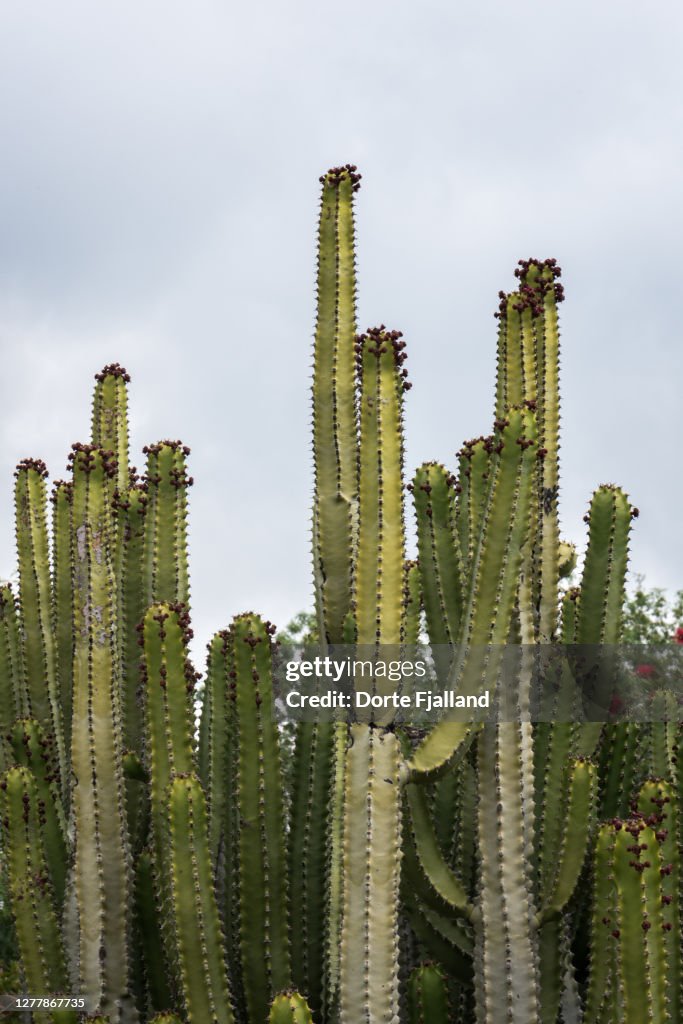 Tall cacti against a pale blue sky
