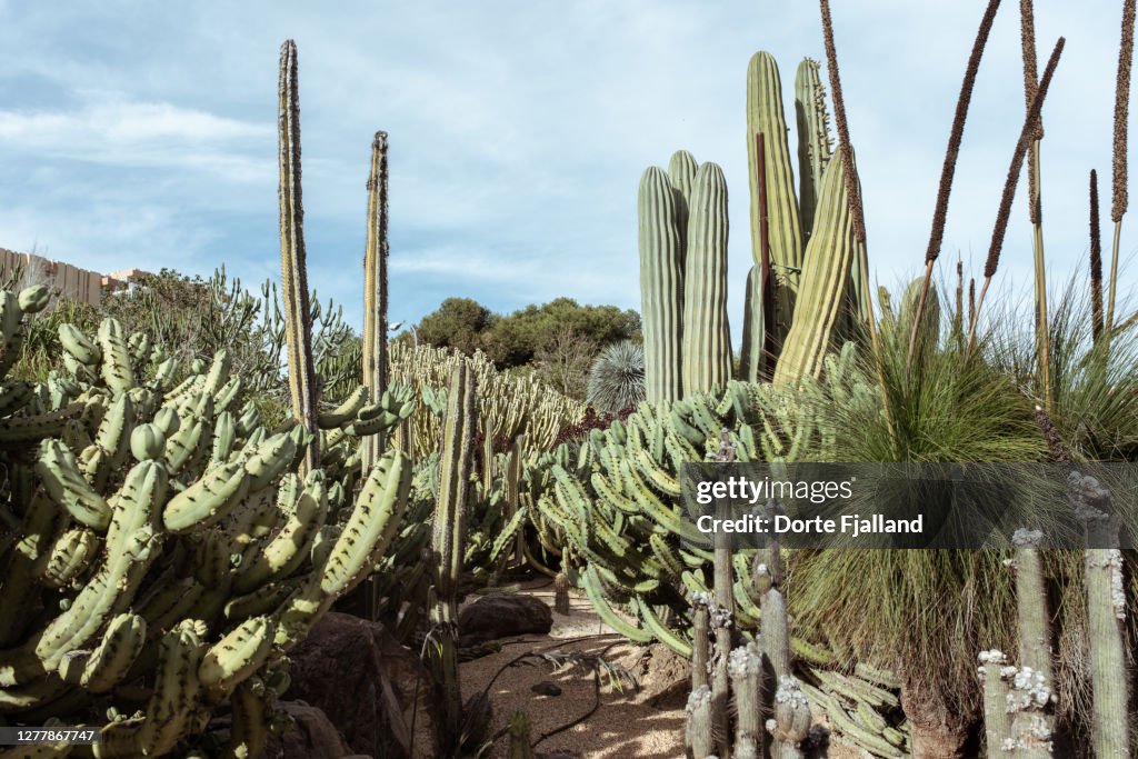 Cactus garden with many different cacti against a pale blue sky