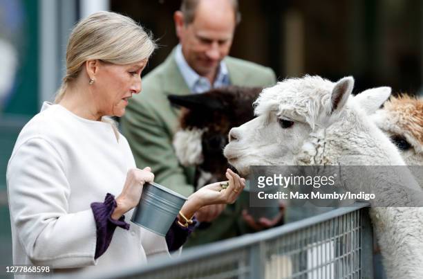Sophie, Countess of Wessex feeds an alpaca as she visits Vauxhall City Farm on October 1, 2020 in London, England. Their Royal Highnesses visit is to...