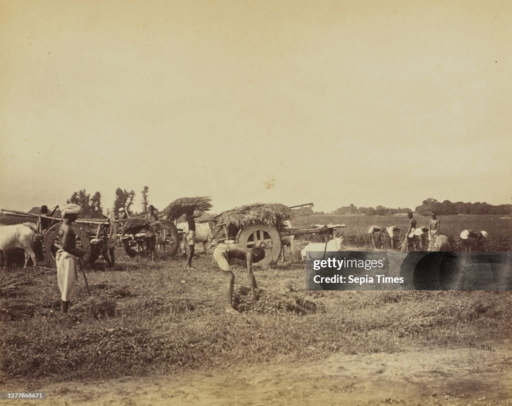 Cutting Indigo plant in the field and Loading Carts; Oscar Mallitte (British, about 1829 - 1905, active Allahabad, India 1870s); Allahabad, India; 1877; Albumen silver print