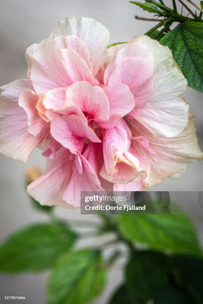 Pale pink hibiscus close up with a few green leaves around