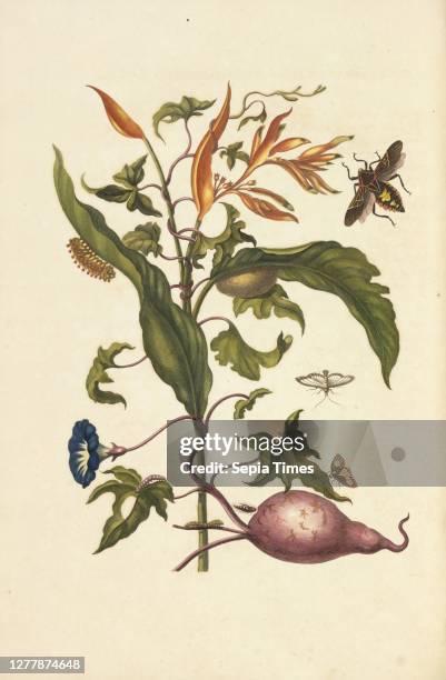 Parrot flower and leaves of sweet potato plant with member of the mesquite bug and larvae of an unidentified species of Eucleidae, Maria Sybilla...