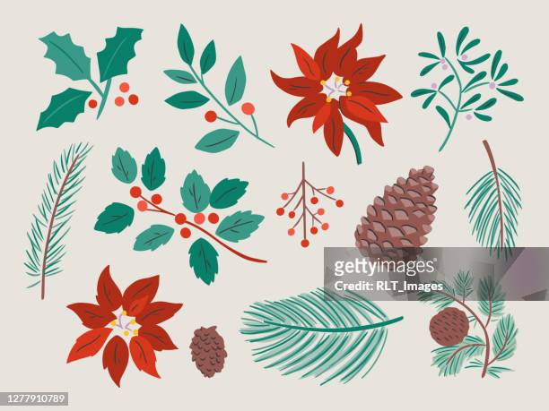 ilustrações de stock, clip art, desenhos animados e ícones de illustration of assorted winter botanicals — hand-drawn vector elements - bico de papagaio