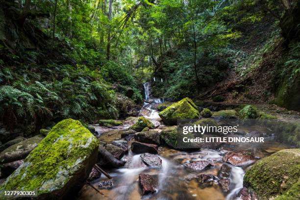 Small Stream In Woods Small Stream In Woods Photos and Premium High Res Pictures - Getty Images