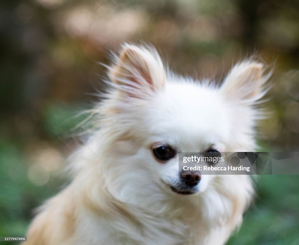 Long Haired Chihuahua