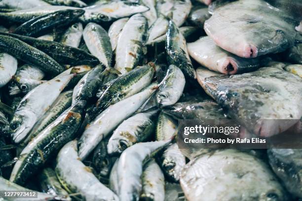 fresh fish - anjova fotografías e imágenes de stock