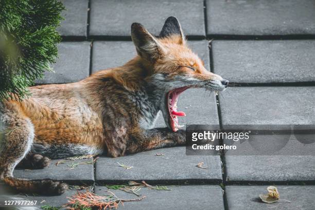 sleepy red fox yawning on roof in central berlin - yawning is contagious stock pictures, royalty-free photos & images