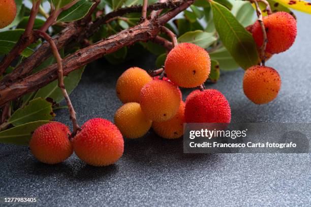 strawberry tree fruit , arbutus unedo - madroño del pacífico fotografías e imágenes de stock